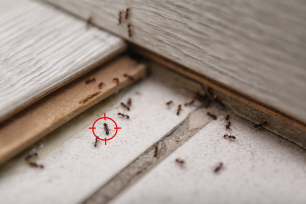 Best Wildlife Control Services  in Brooklet, GA