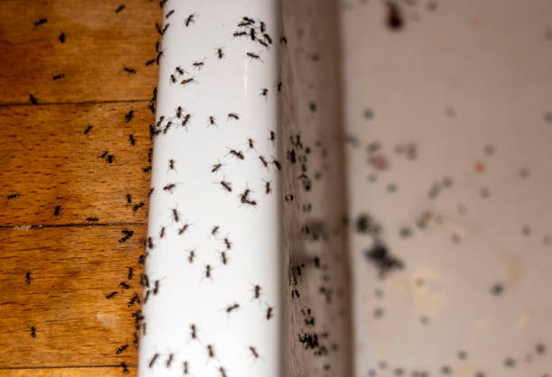 Best Local Pest Control Services  in Brooklet, GA