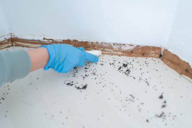 Best Affordable Pest Control Services  in Brooklet, GA